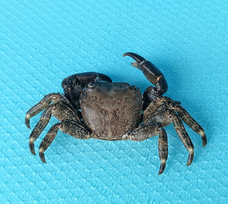 Šuša